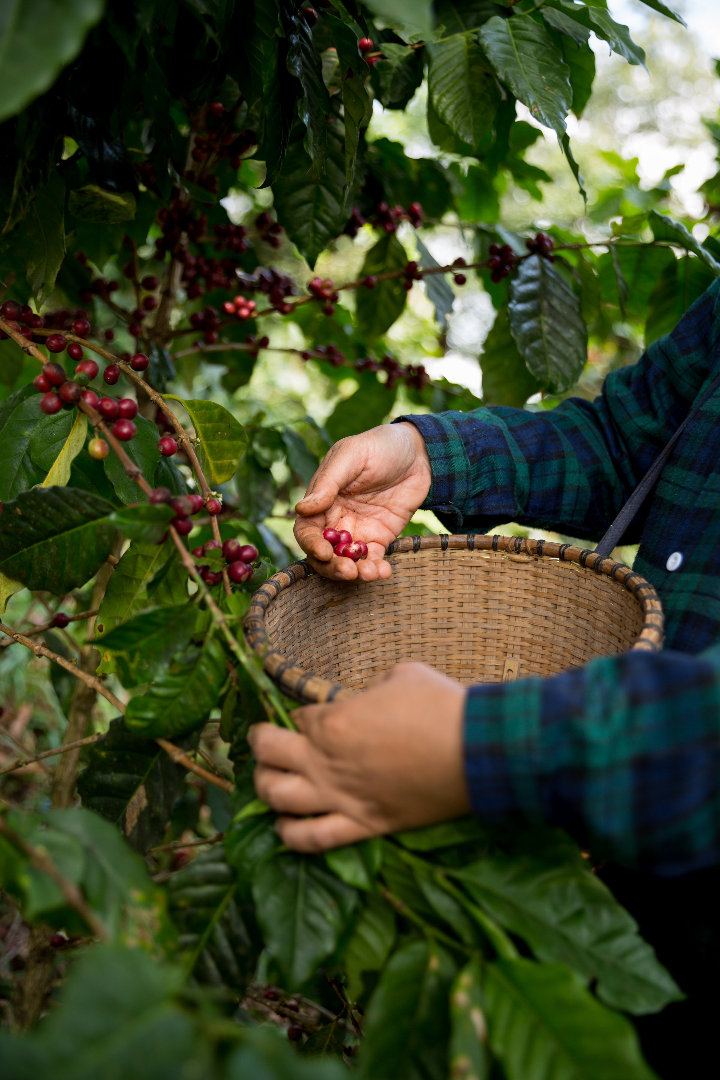Farmer concept harvest hand ripe coffee seed robusta arabica berry close up fresh green leaf bean picking orange crop red yellow berries raw plant tree farm growth blur background eco organic garden