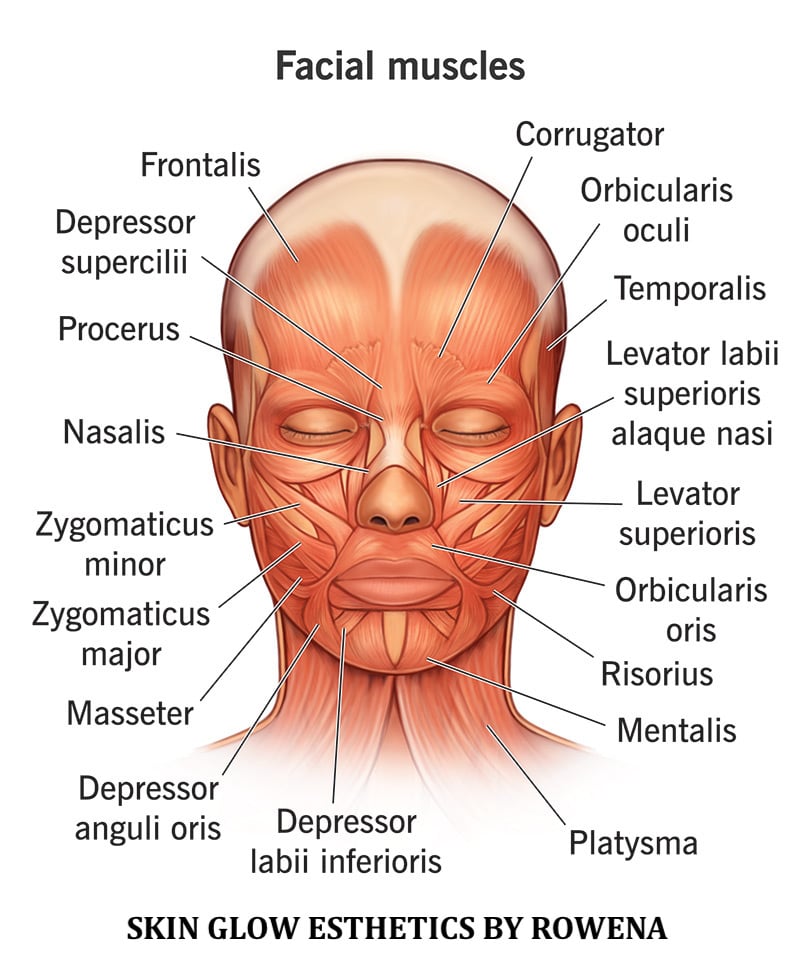 Diagram of facial muscles labeled with names, including frontalis, masseter, and platysma, highlighting muscle anatomy.