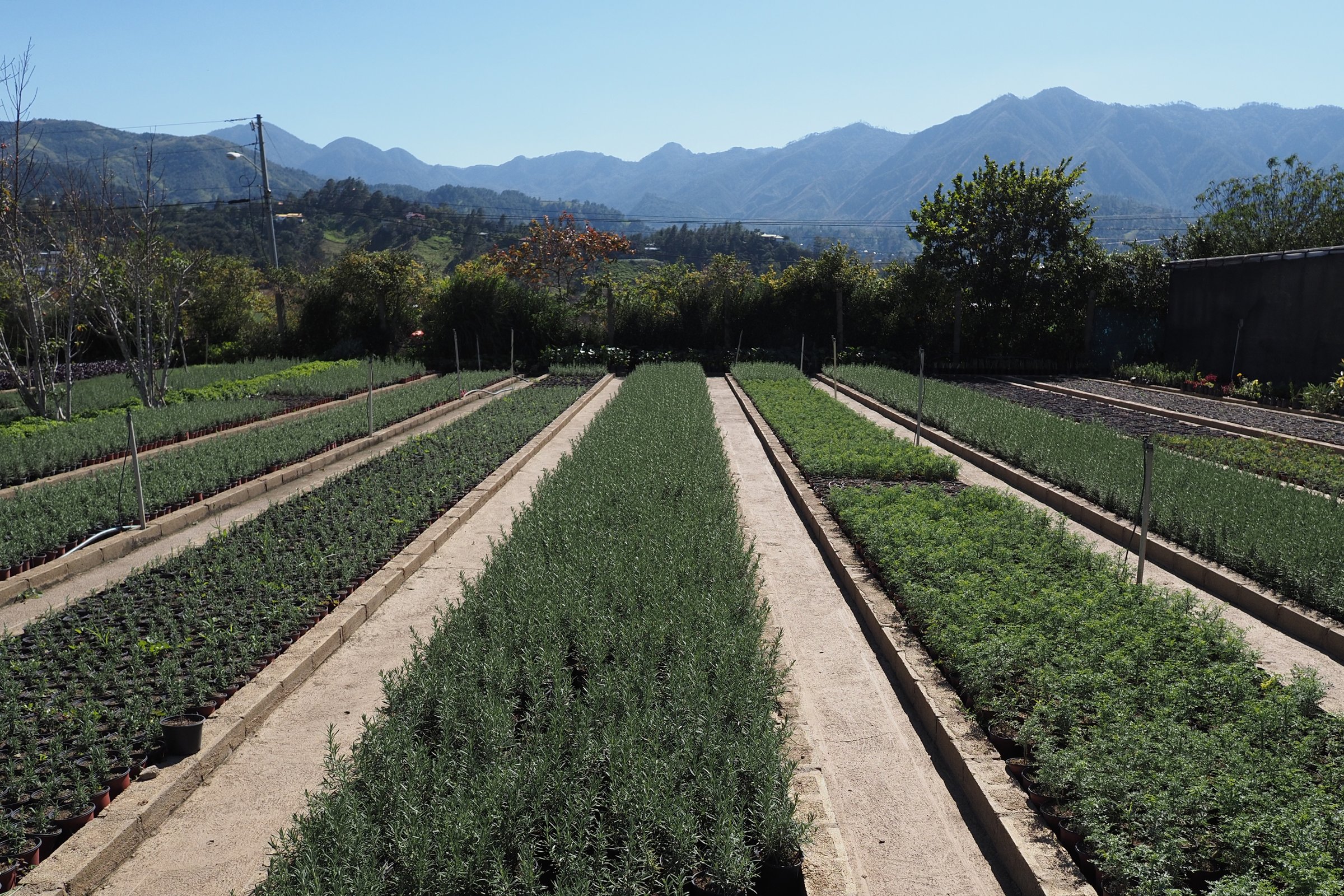 Rows of vibrant seedlings and herbs on rural market for garden. The mountains area.