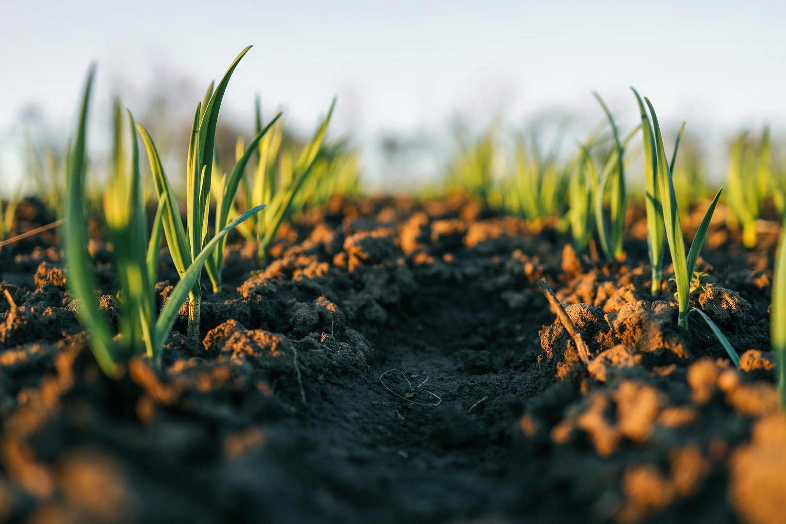 Young green sprouts emerging from freshly tilled soil at sunrise, symbolizing growth, new beginnings, and agricultural efforts. Captured in a rural farmland setting.