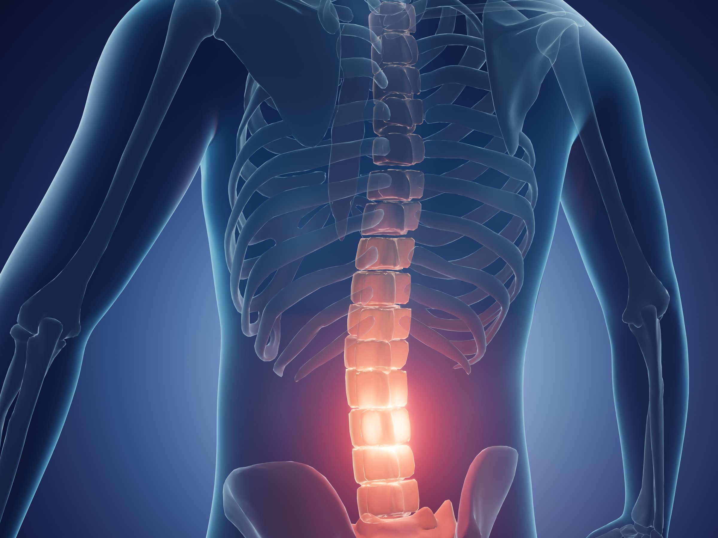 3d illustration showing lower back pain