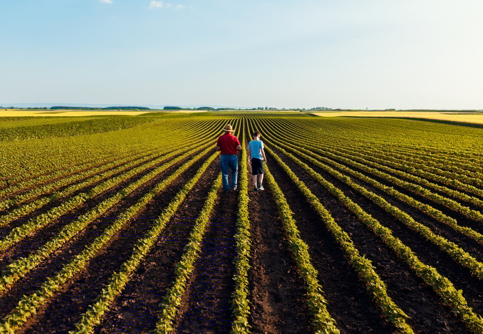 Rear view of senior farmer with his grandson walking in green soybean field examining crop at sunset
