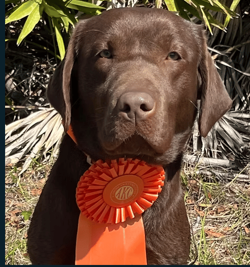 Etta - Junior Hunter Labrador