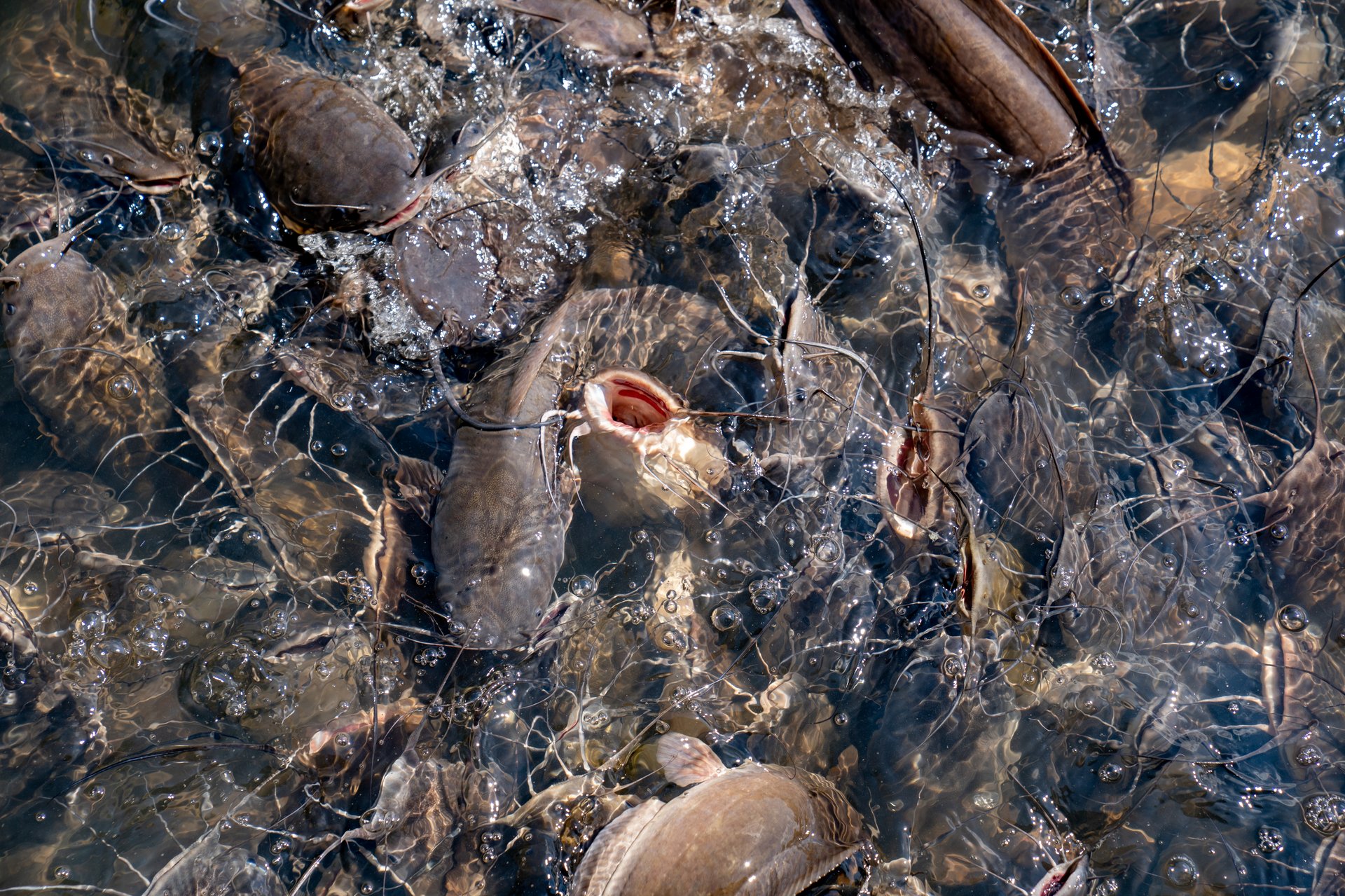 Fish group in water of pond for feeding
