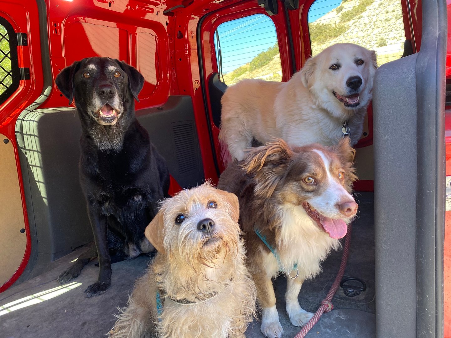 Dog boarding pickup in Salt Lake City