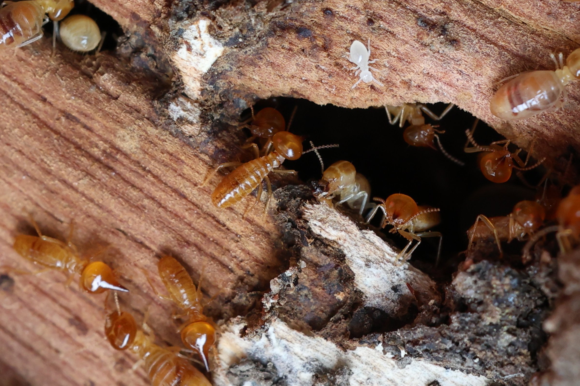 Termites are small insects that live in underground nests and termite mounds. Termites can consume wooden structures of a house and other parts such as wooden floors, windows, doors, and furniture