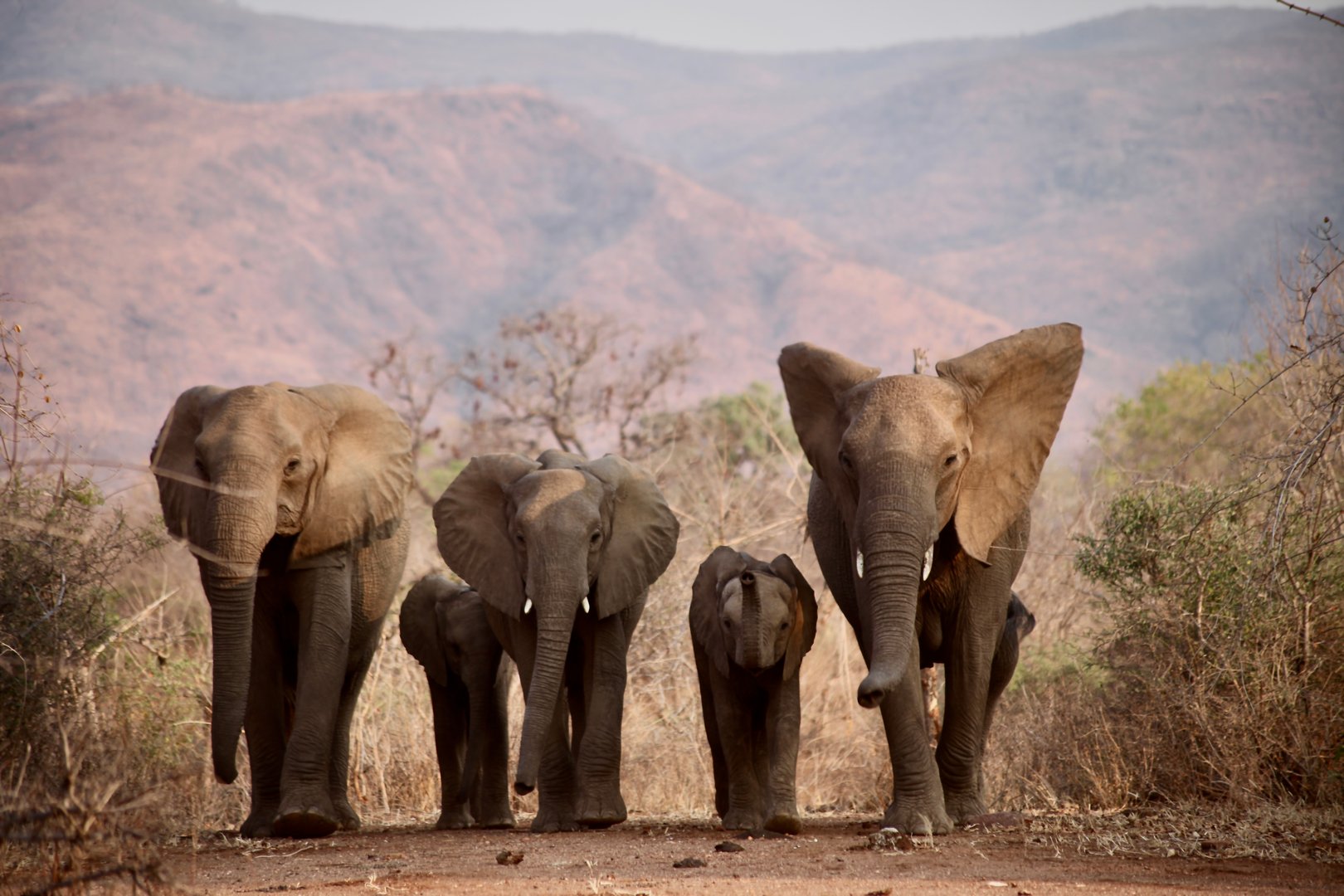 Lovely Wild Elephant Family Walking in Lower Zambezi National Park.