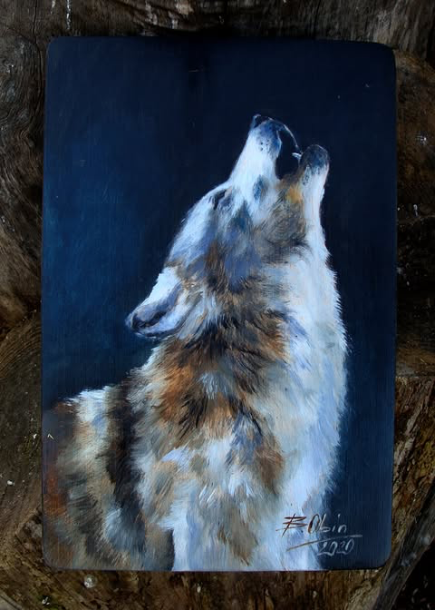 Wilk 3
