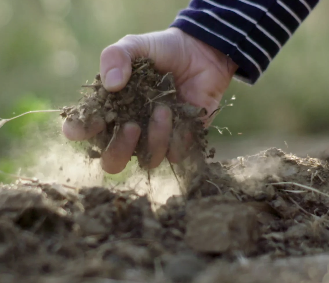 Viñedos sostenibles de WENTE
