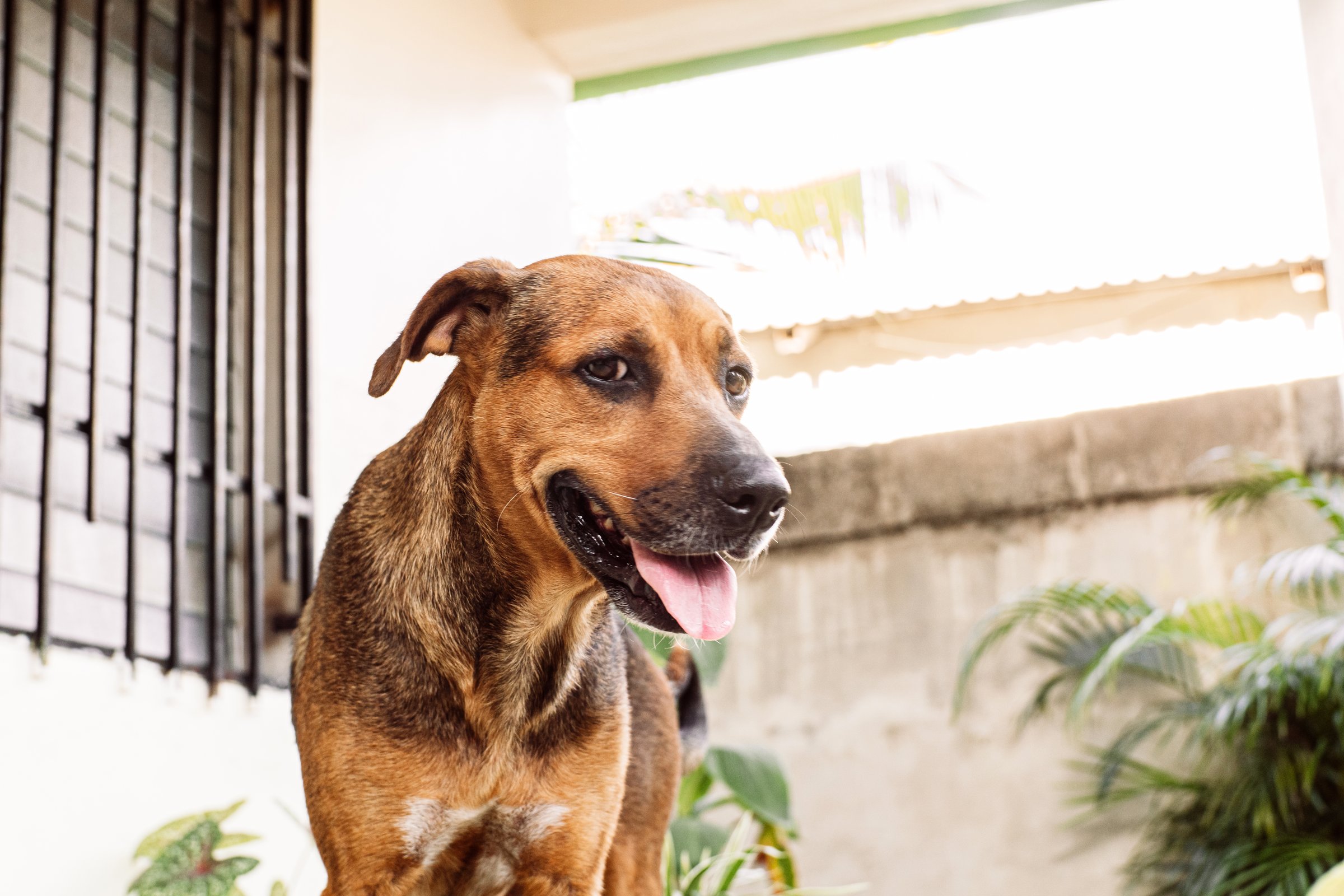 Portrait of a canine pet looking at camera.