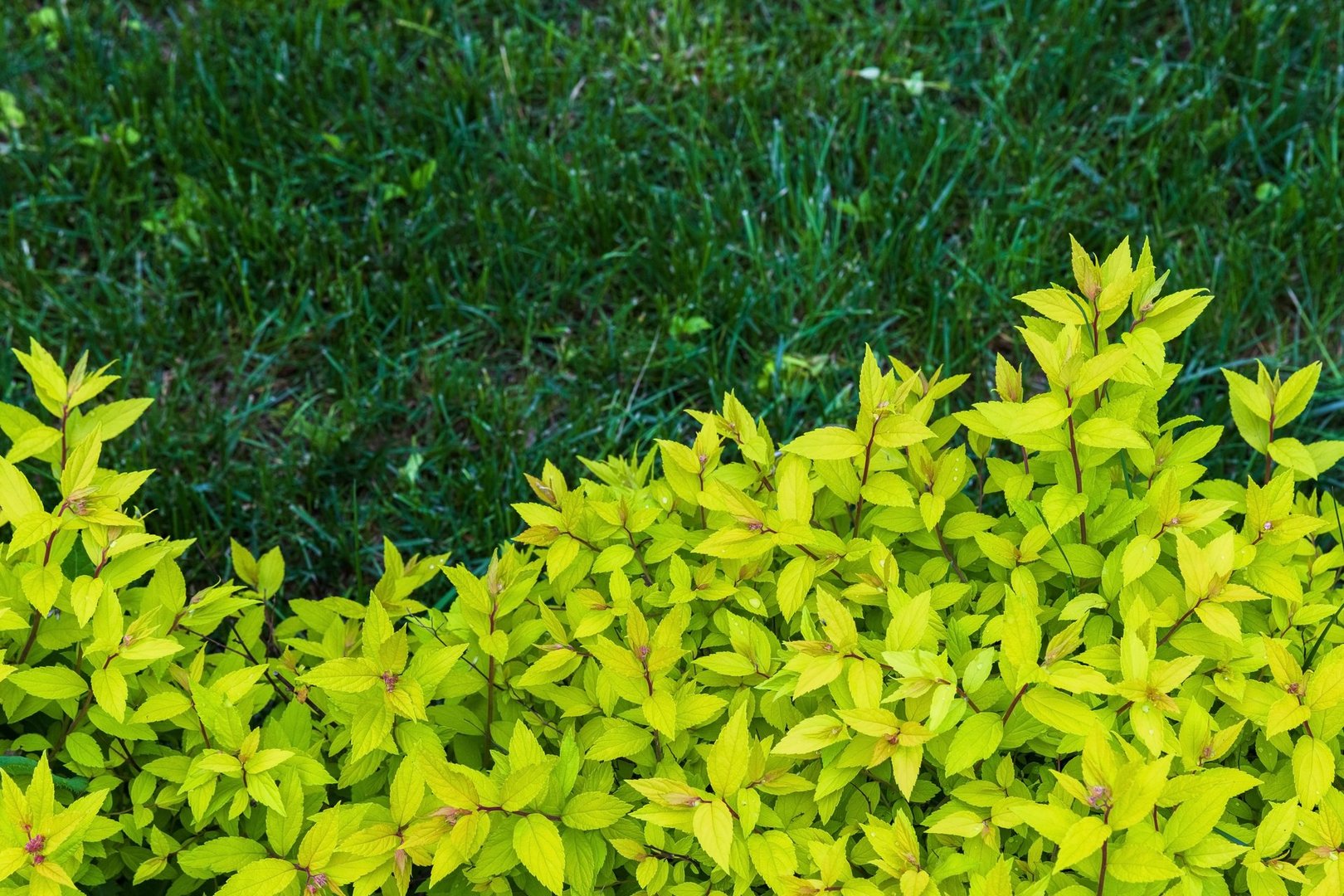 Fresh green leaves of Spiraea japonica over dark green grass, abstract natural close-up background photo with selective focus