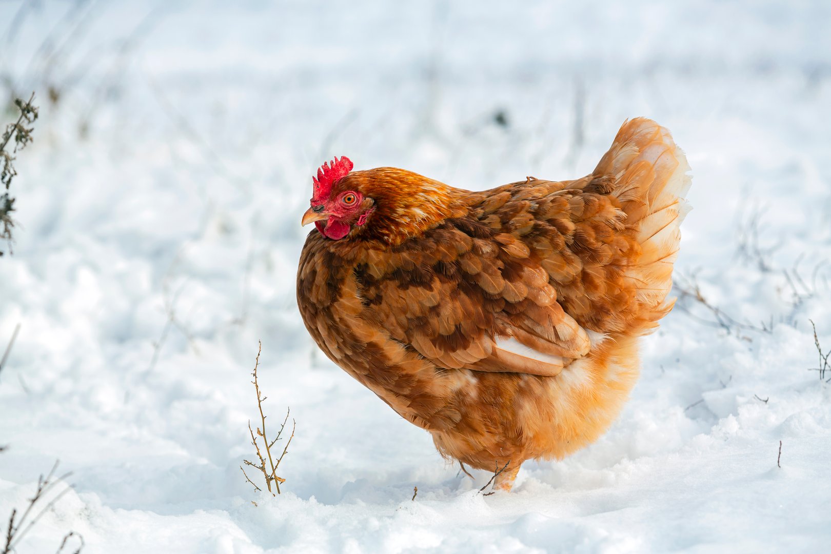 The chicken (Gallus domesticus) is a domesticated bird, with attributes of wild species such as the red and grey junglefowl[1] that are originally from Southeastern Asia.