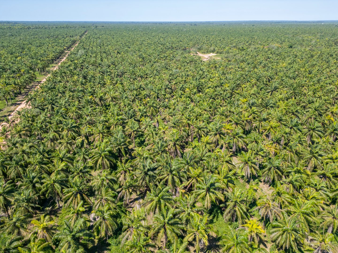 Aerial drone view showing an extensive oil palm (Elaeis guineensis) plantation in the rural area of Tailandia municipality, in the state of Para, Brazil