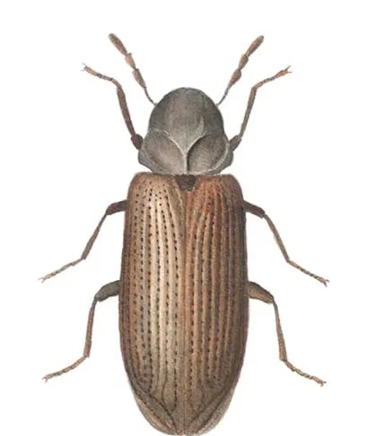 Teppebille nærbilde