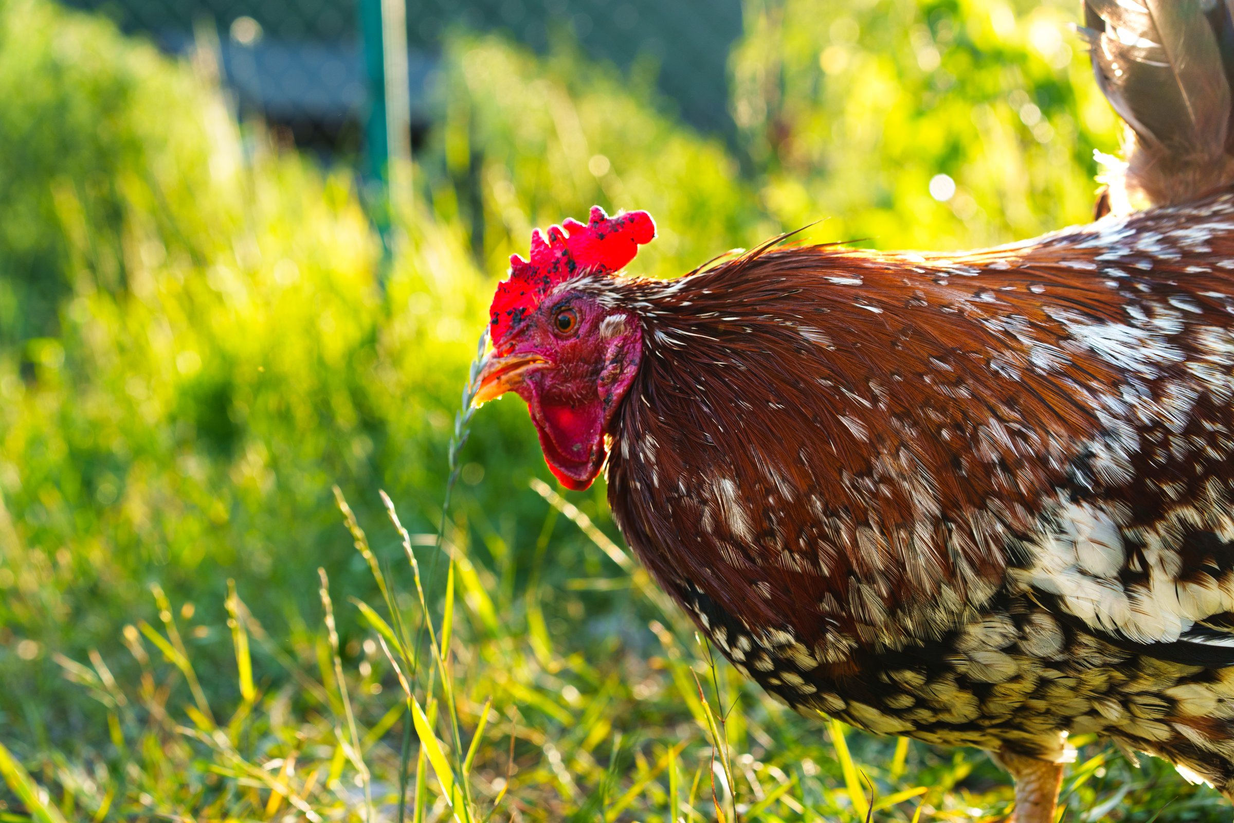 A colorful rooster forages in a lush green pasture with bright sunlight illuminating its feathers, showcasing a variety of intricate patterns and colors in the early evening.