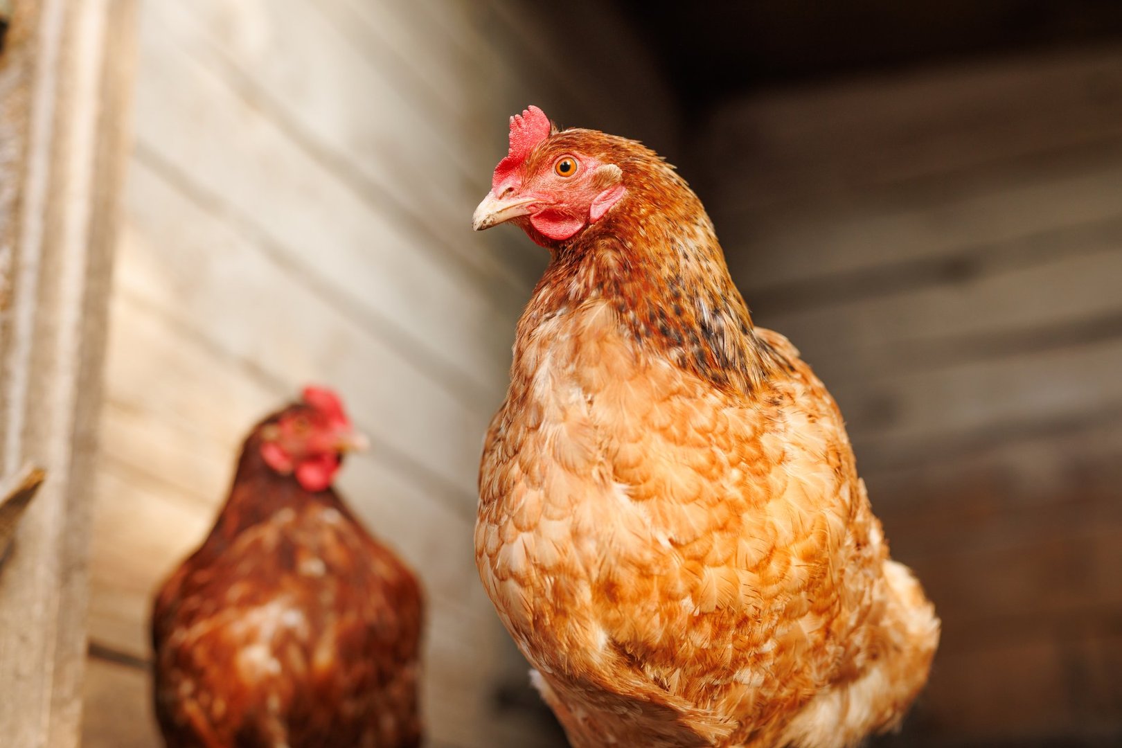Portrait of a brown hen inside a rustic wooden coop, with a second blurred chicken in the background.