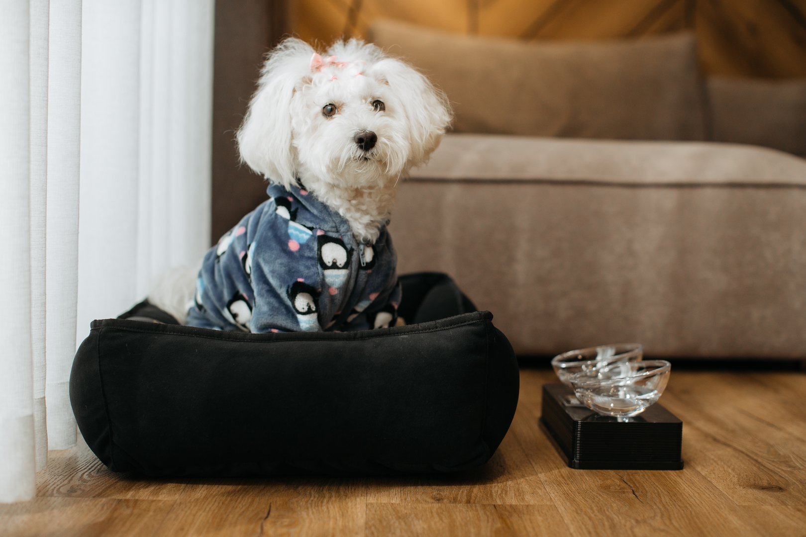 Small white dog lounging in pajamas, nestled comfortably in its dog bed within a cozy hotel room, exuding relaxation and charm