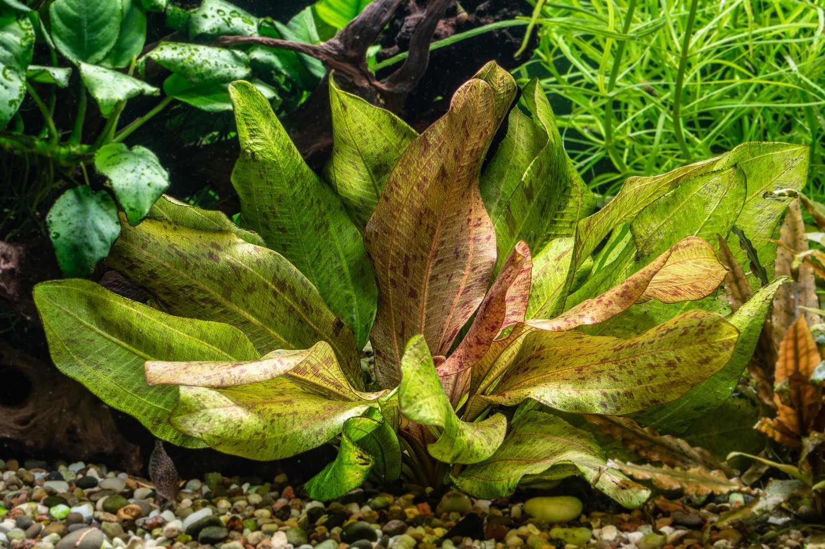 Lush green aquatic plant in planted aquarium tank for aquascape design and beginner aquarists