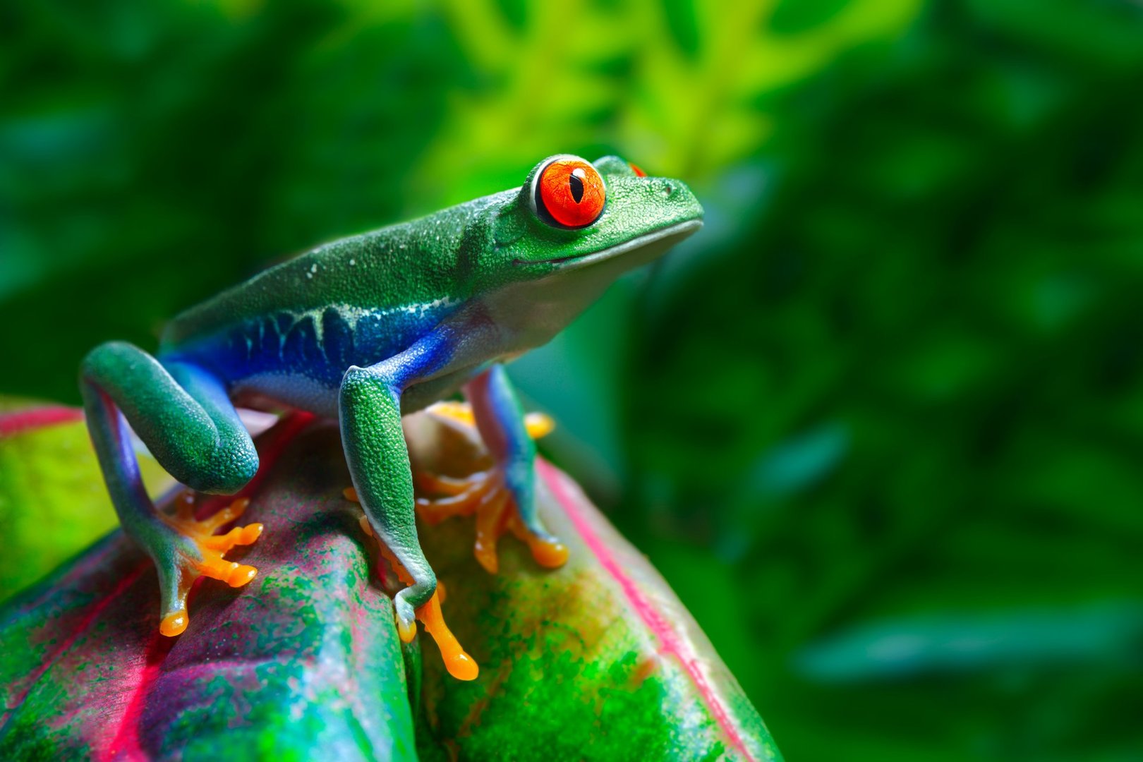 A red-eyed tree frog with vibrant green, blue, and orange colors sits on a leaf against a leafy green background.