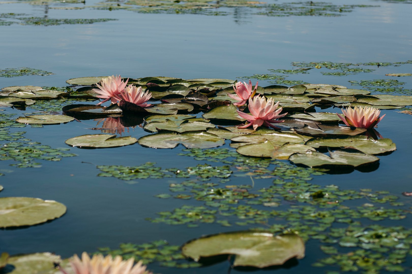 Lily flower on the river in nature