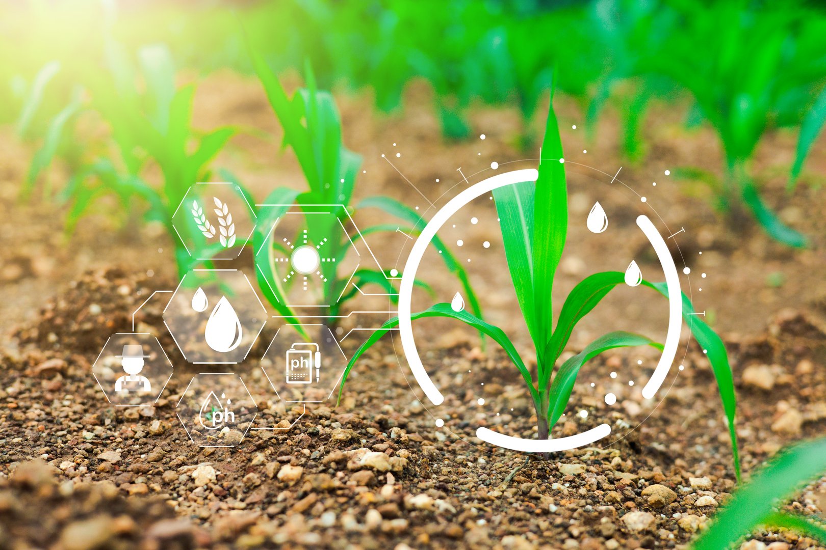 IOT smart farmer concept, Modern technology for sustainable practices, wiht intelligent AI digital farm to control planting. Precision agriculture, Climate monitoring, Farm management system.