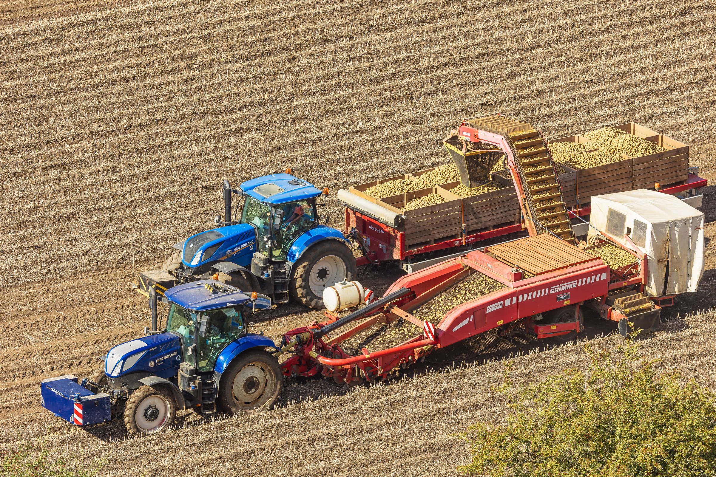 Wolds, East Yorkshire, UK. Sept 16 2024.  Harvest time in the Yorkshire Wolds, with two blue tractors working side by side, gathering in a fine crop of potatoes.  Horizontal.  Space for copy.