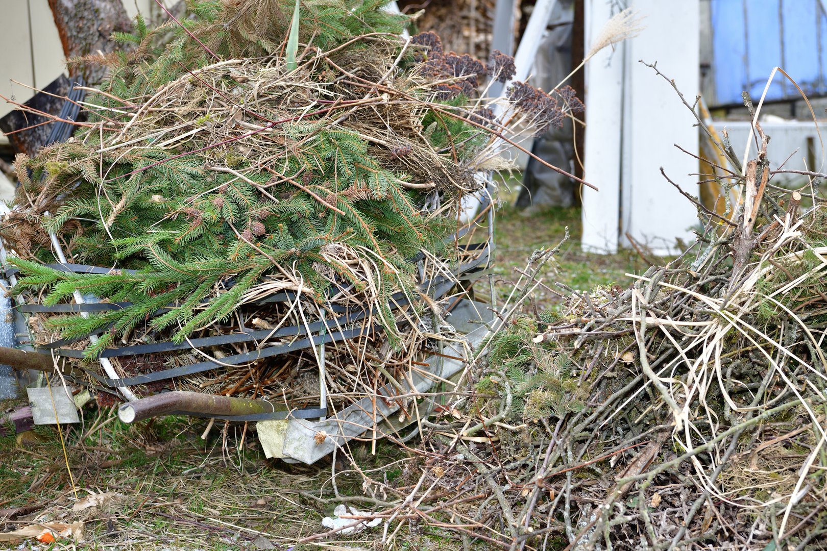 Green waste collection near me - Hedge trimmings and bush cuttings removal Manchester