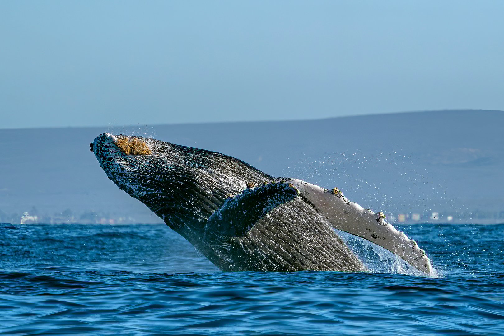 Ab humpback whale breaching in pacific ocean off the coast of todos santos baja california sur