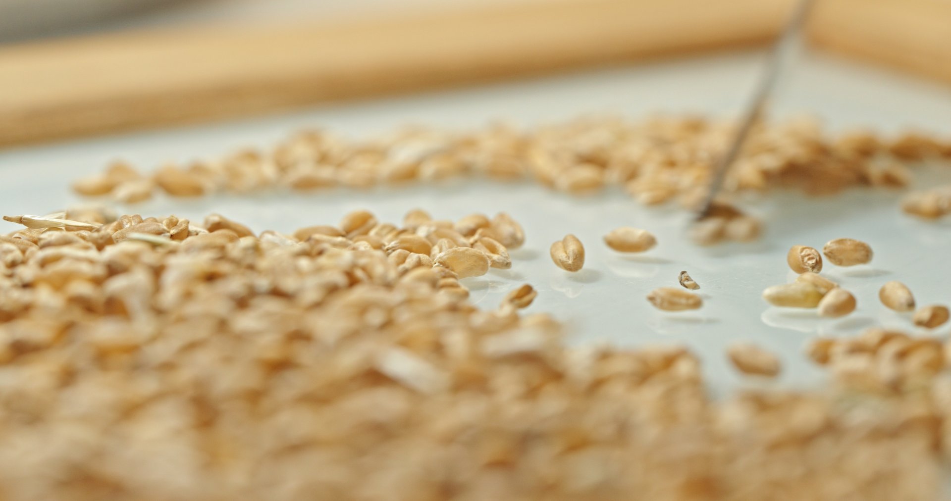 Laboratory Analysis of Wheat Grains for Quality Control. High quality 4k footage