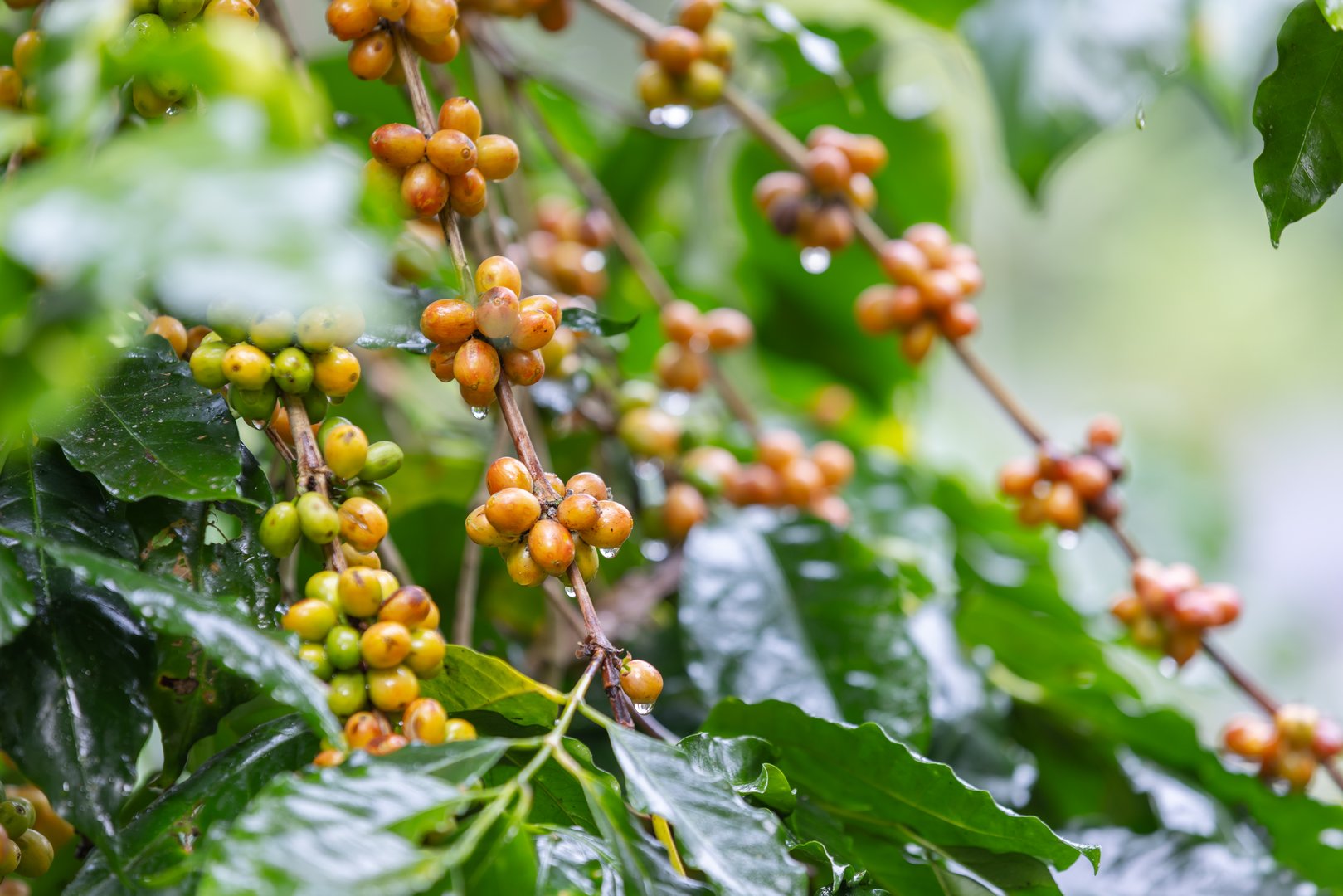 Arabica Yellow Bourbon Coffee Variety with Yellow Ripening Cherries on Branches in a Lush Coffee Plantation.Freshness after the rain.