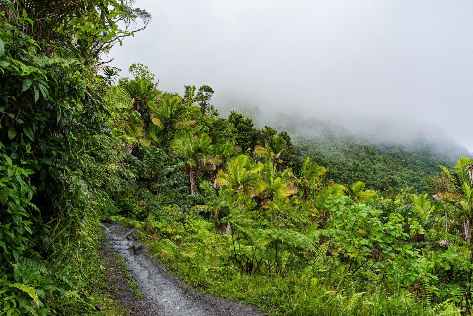 hillside trail through the cloudy landscape of el yunque national forest in puerto rico