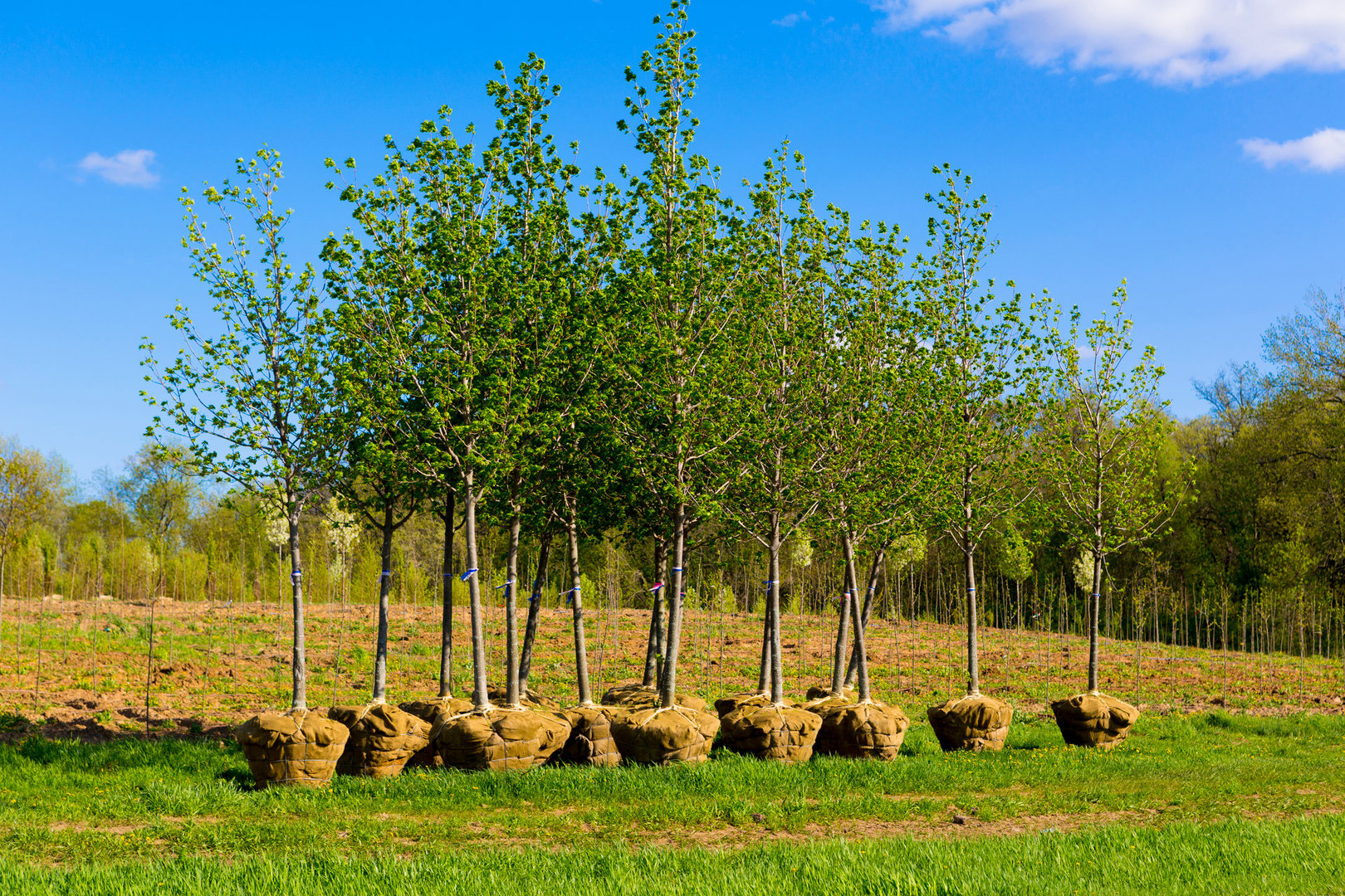 Garden Trees