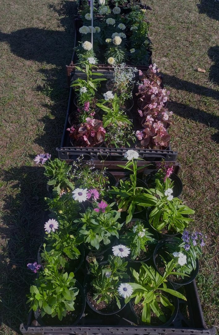 Plants image