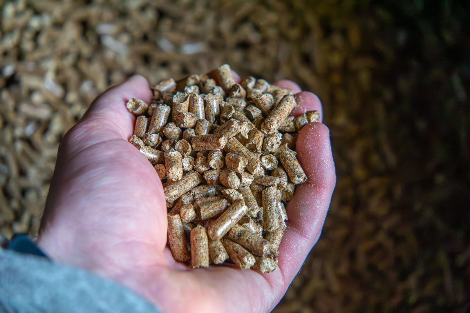 man holding pine wood pellets in his hand. ecological fuel in the central heating furnace feeder.