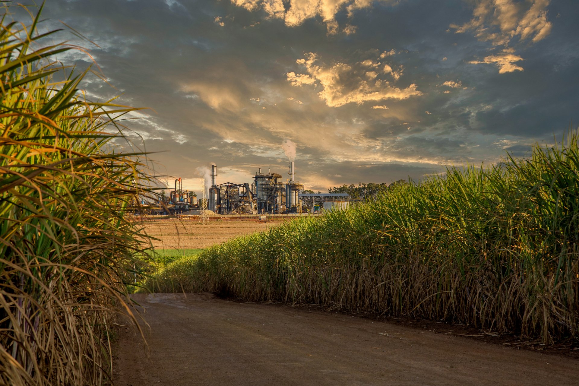 Sugar industry production