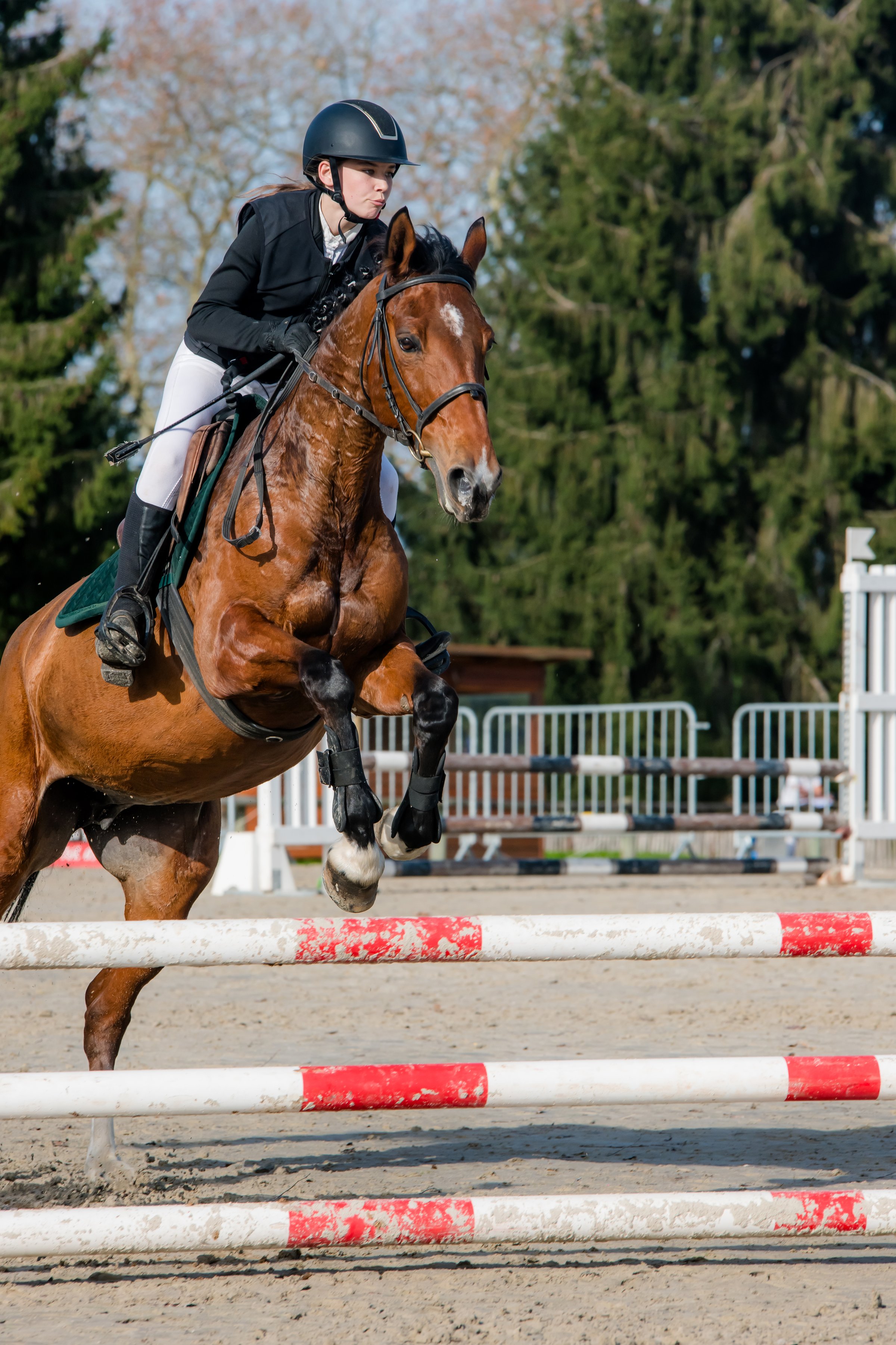 Compétition CSO équitation haut niveau au Club Hippique du Tampon - concours saut d'obstacles La Réunion
