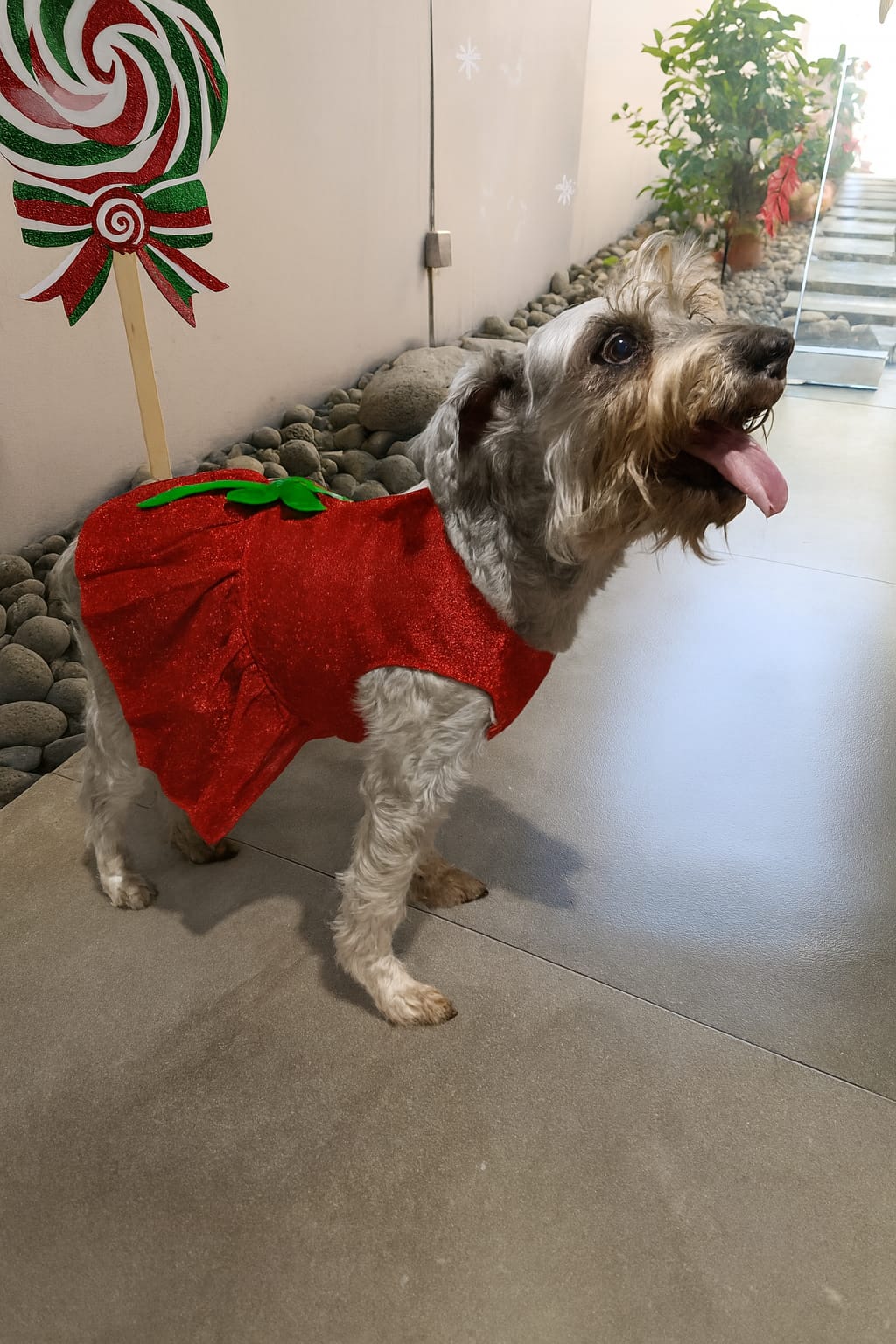 Clínica Veterinaria Dr. Fernández