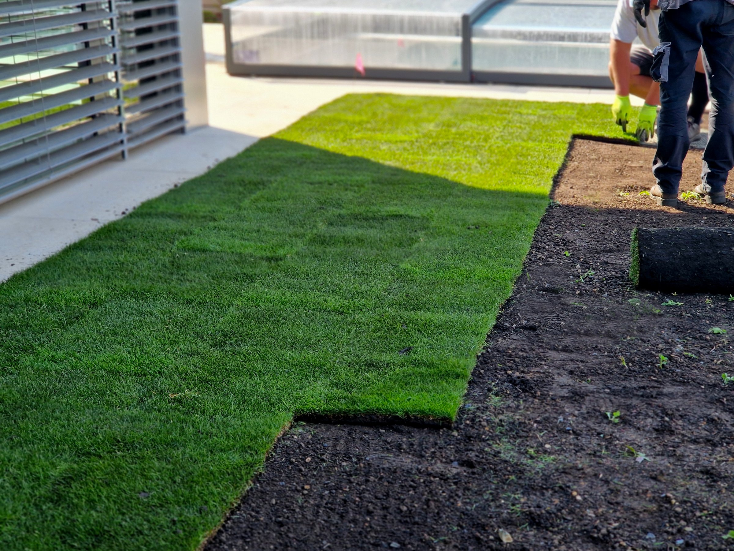 laying grass turf in the family garden. a roll of sod is driven onto the plowed surface of the soil. development and paving is important against erosion and drying out, unroll, install, stacked, installation