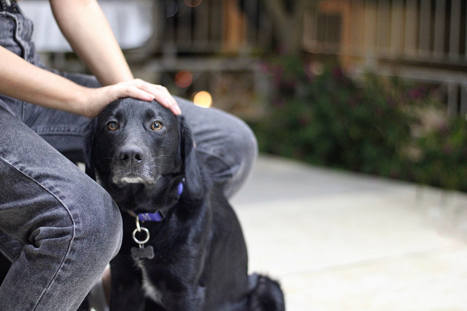 A close-up portrait of a black dog with expressive eyes, sitting next to a person. The hand on its head shows human-animal bond, symbolizing loyalty, love, and friendship. Captured outdoors in natural light.