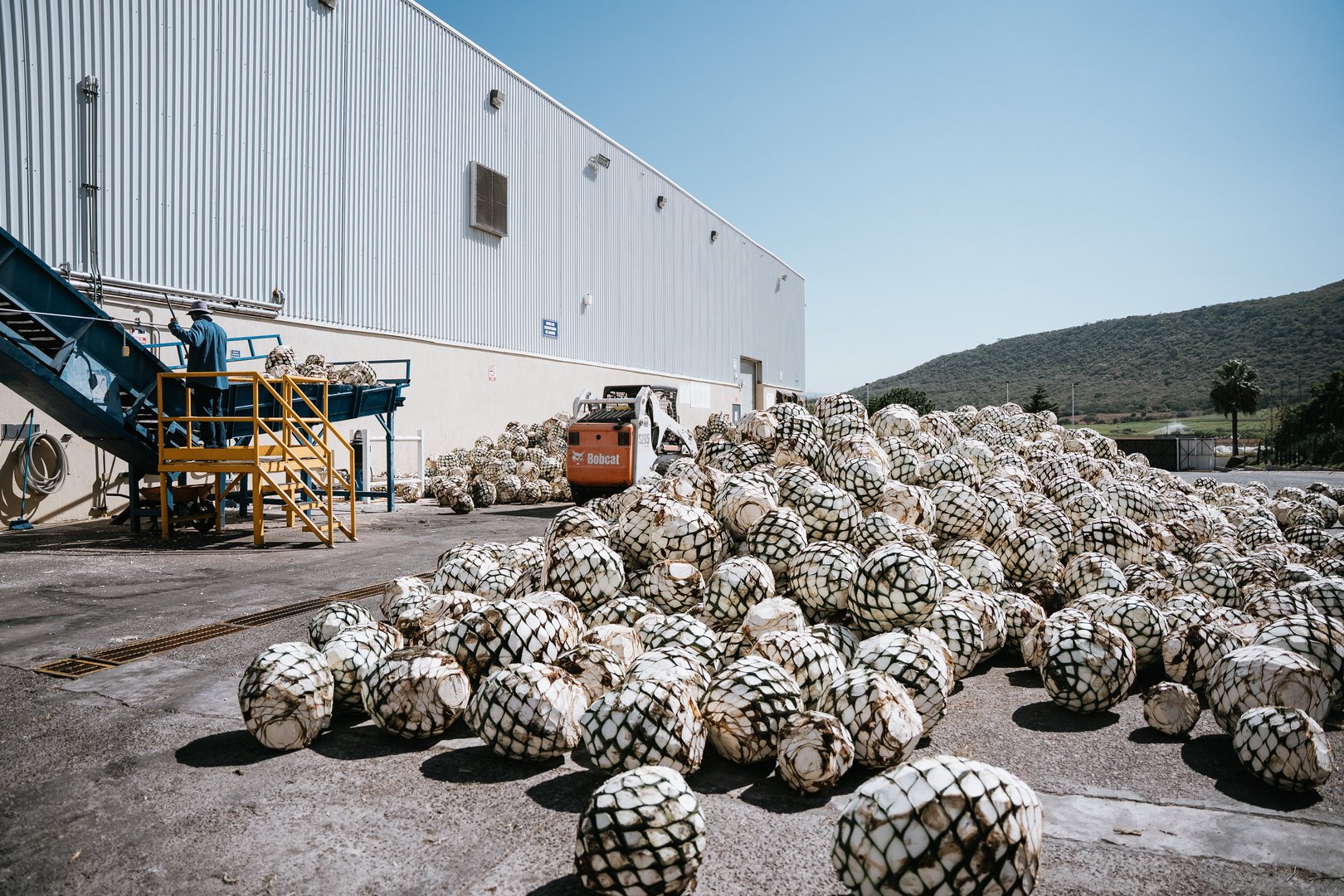 Proceso de producción de tequila