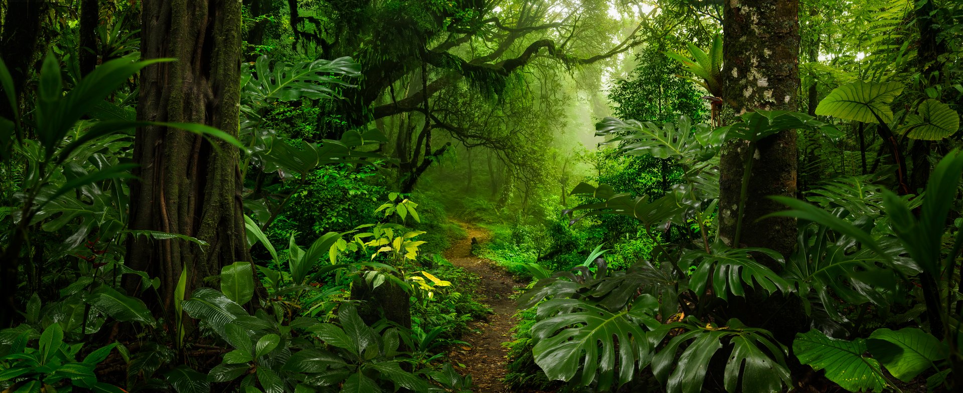 Tropical rainforest in Costa Rica