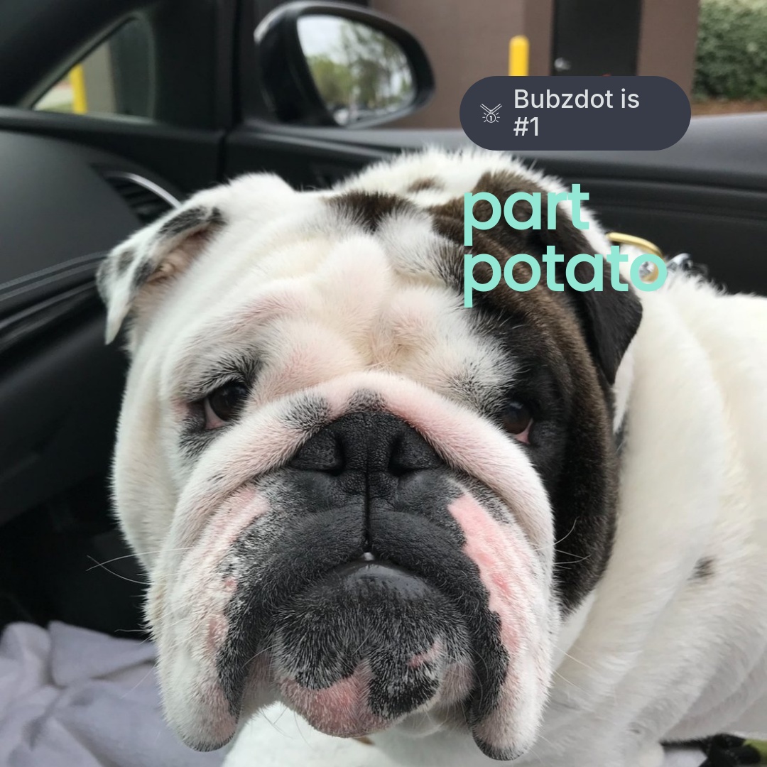 A Bulldog with a wrinkled face sits in a car with text overlay saying part potato and Bubzdot is #1.