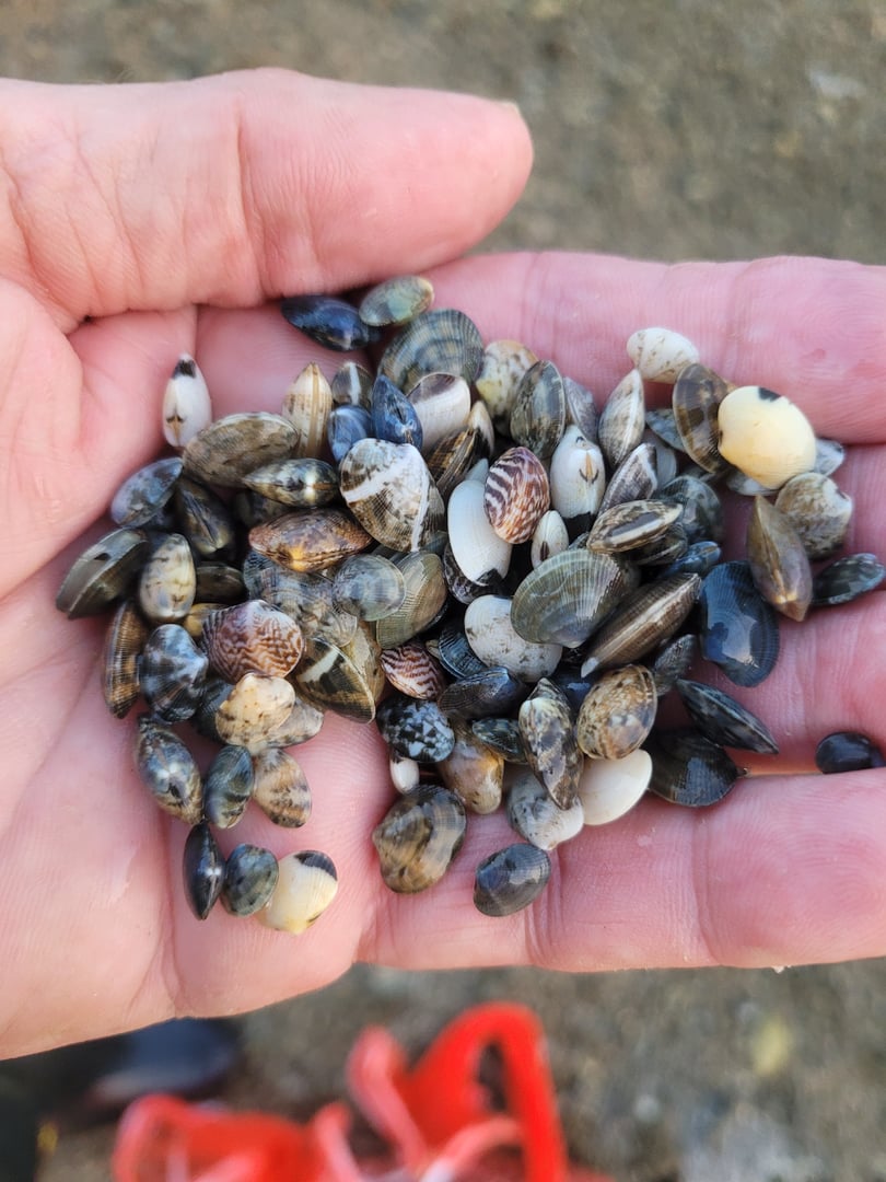 Little Skookum Shellfish Growers