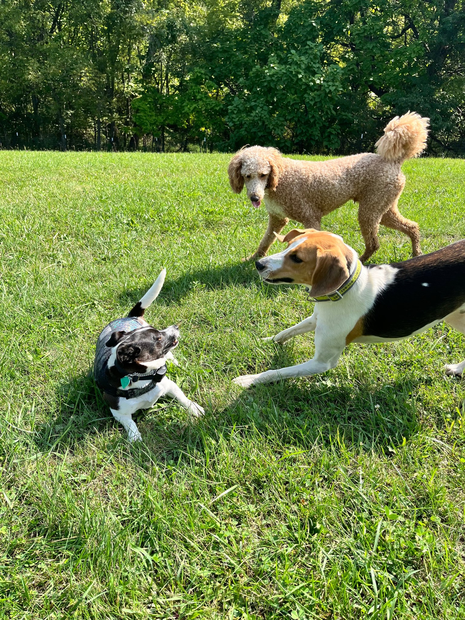 Happy dogs playing together in Salt Lake City