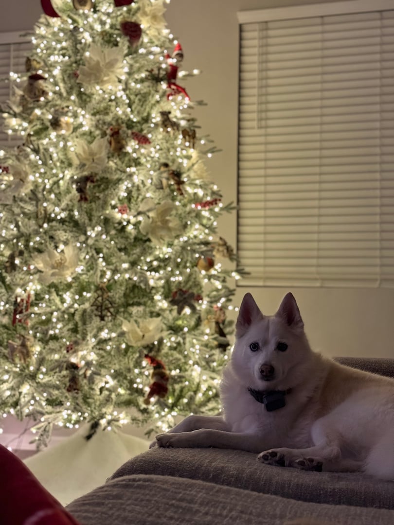 Pet photo from Bryson Pet Services