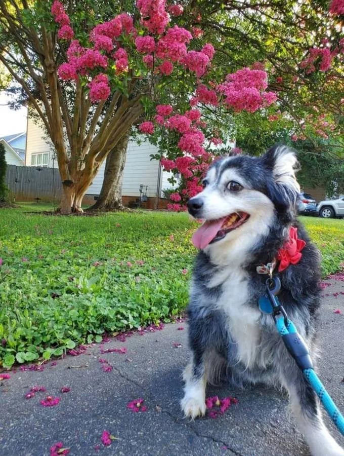 Dog walking service by Uptown Pets