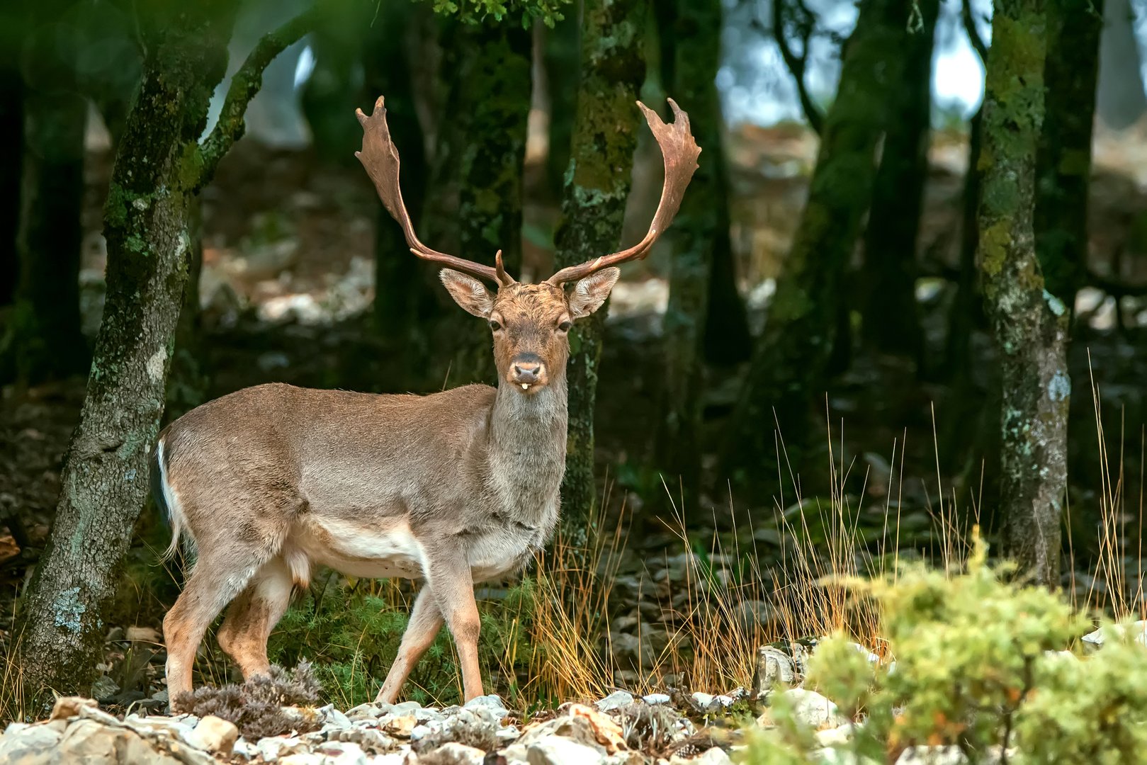 Large male Fallow deer in the Cazorla, Segura and Las Villas natural park.
