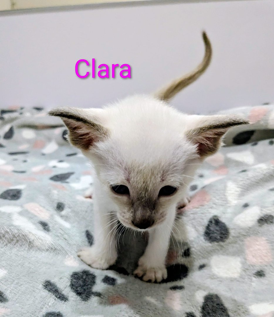 Clara - Siamese cat