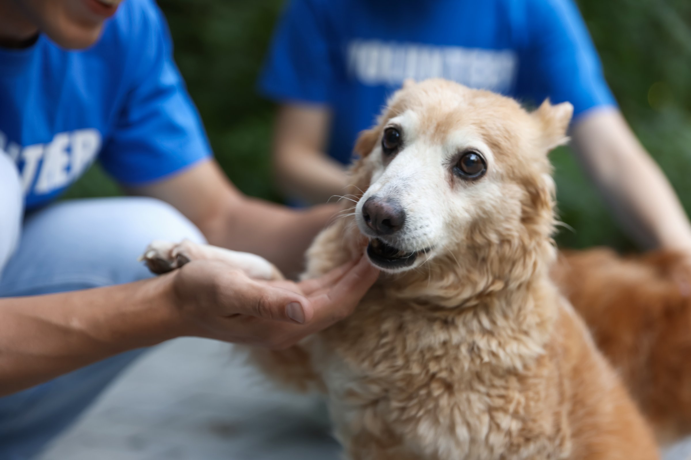 Volunteers with cute stray dogs outdoors, closeup