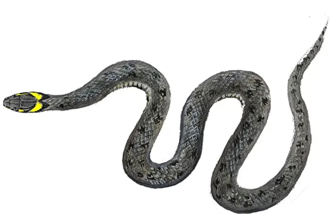 Buorm - harmløs norsk slange